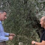 Extra Virgin Olive Oil Tasting Course Italy