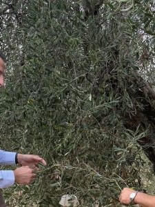 Extra Virgin Olive Oil Tasting Course Italy