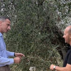 Extra Virgin Olive Oil Tasting Course Italy