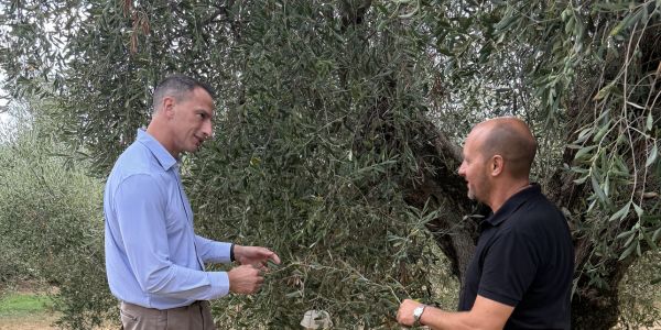 Extra Virgin Olive Oil Tasting Course Italy