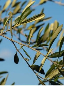 why premium extra virgin olive oil