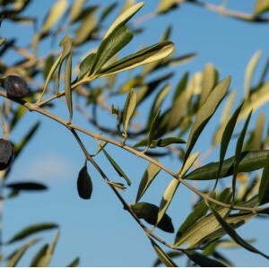 why premium extra virgin olive oil