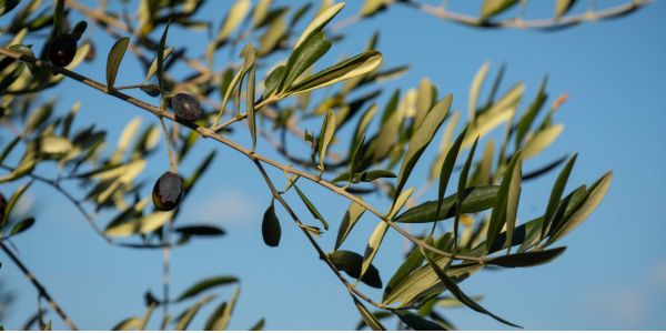 why premium extra virgin olive oil