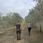 Campania olive oil producer