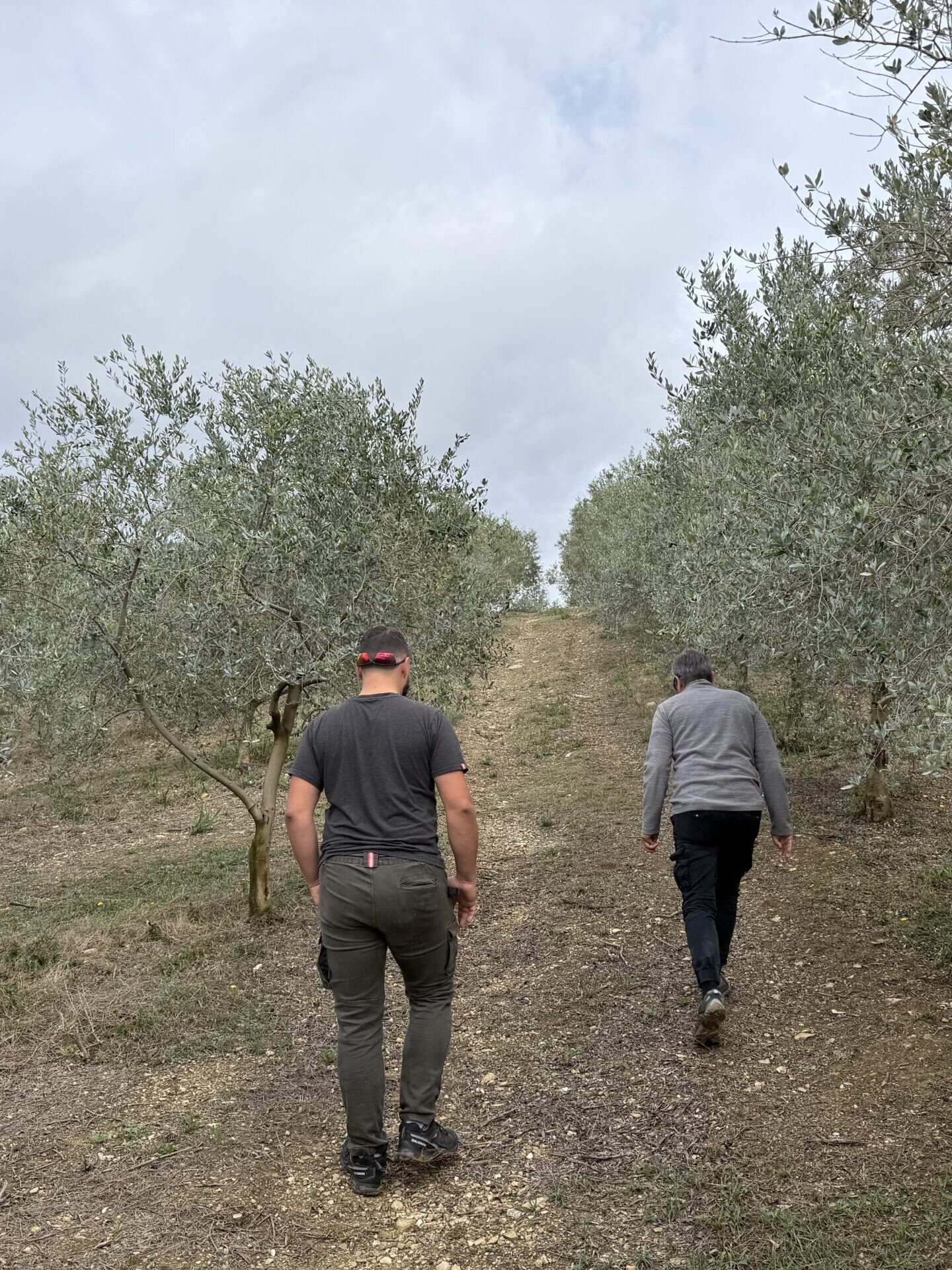 Campania olive oil producer