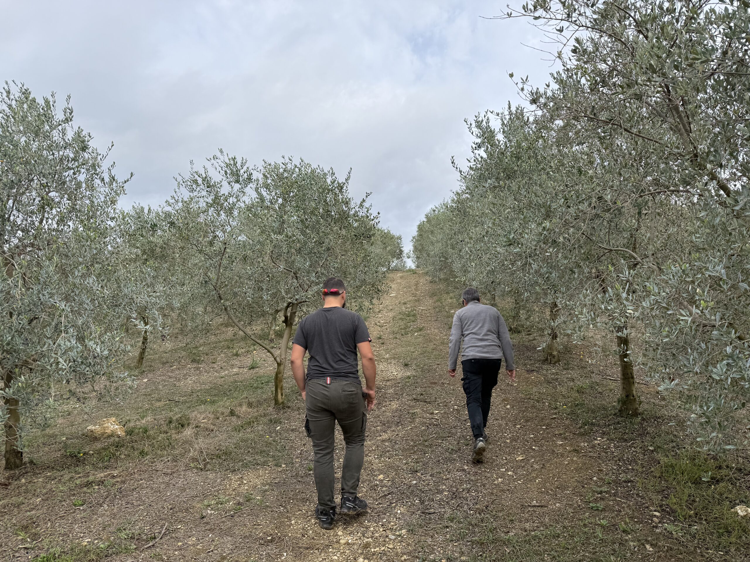 Campania olive oil producer