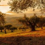 premium vs supermarket olive oil