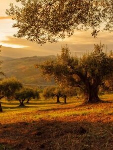 premium vs supermarket olive oil