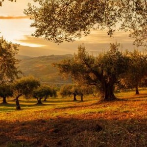 premium vs supermarket olive oil