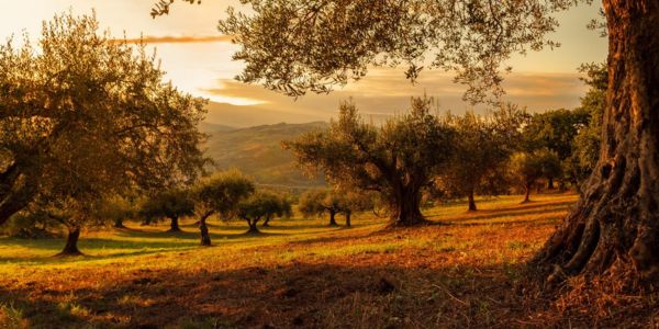 premium vs supermarket olive oil