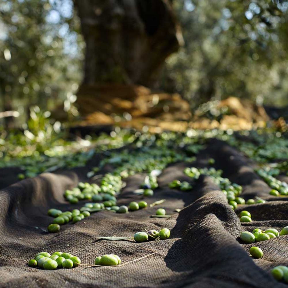 Frantoio Ciccolella Coratina olives harvested from organic groves in Puglia