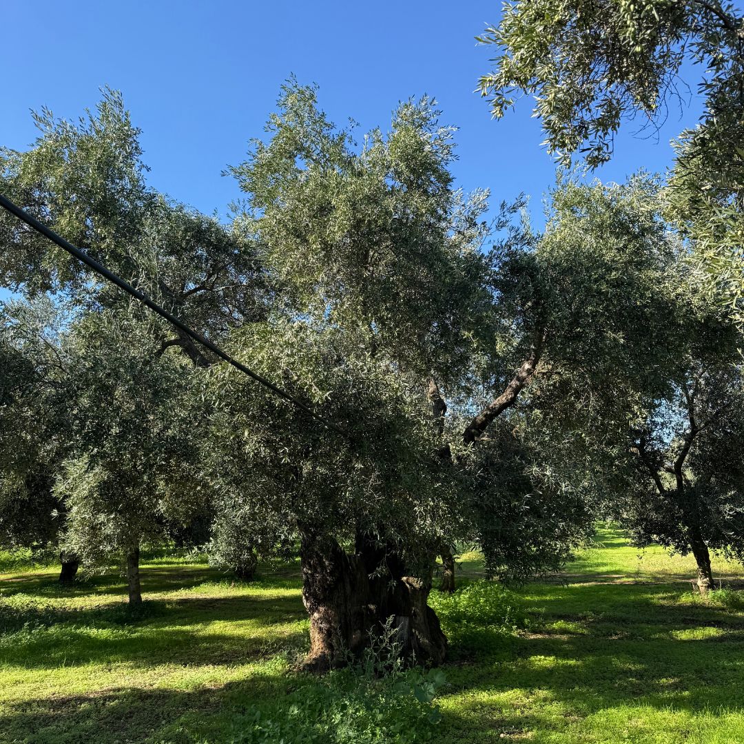 Frantoio De Carlo Olive Grove