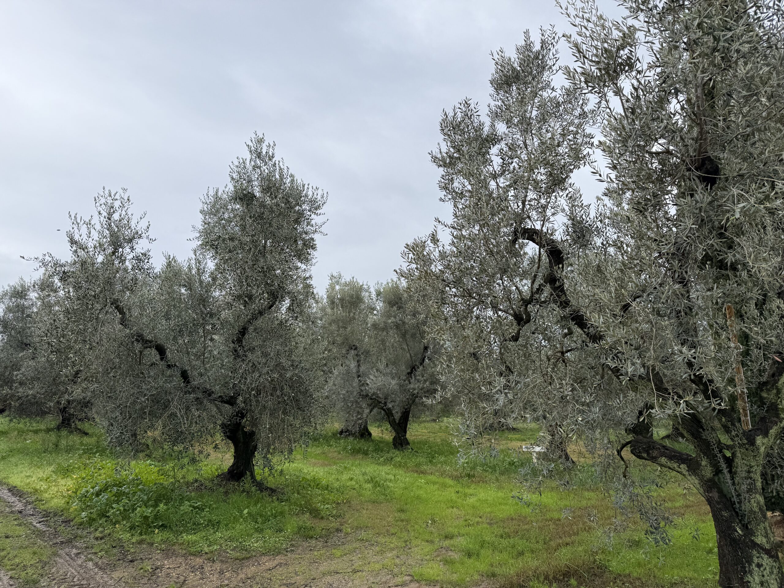 Fonte di Foiano Grove