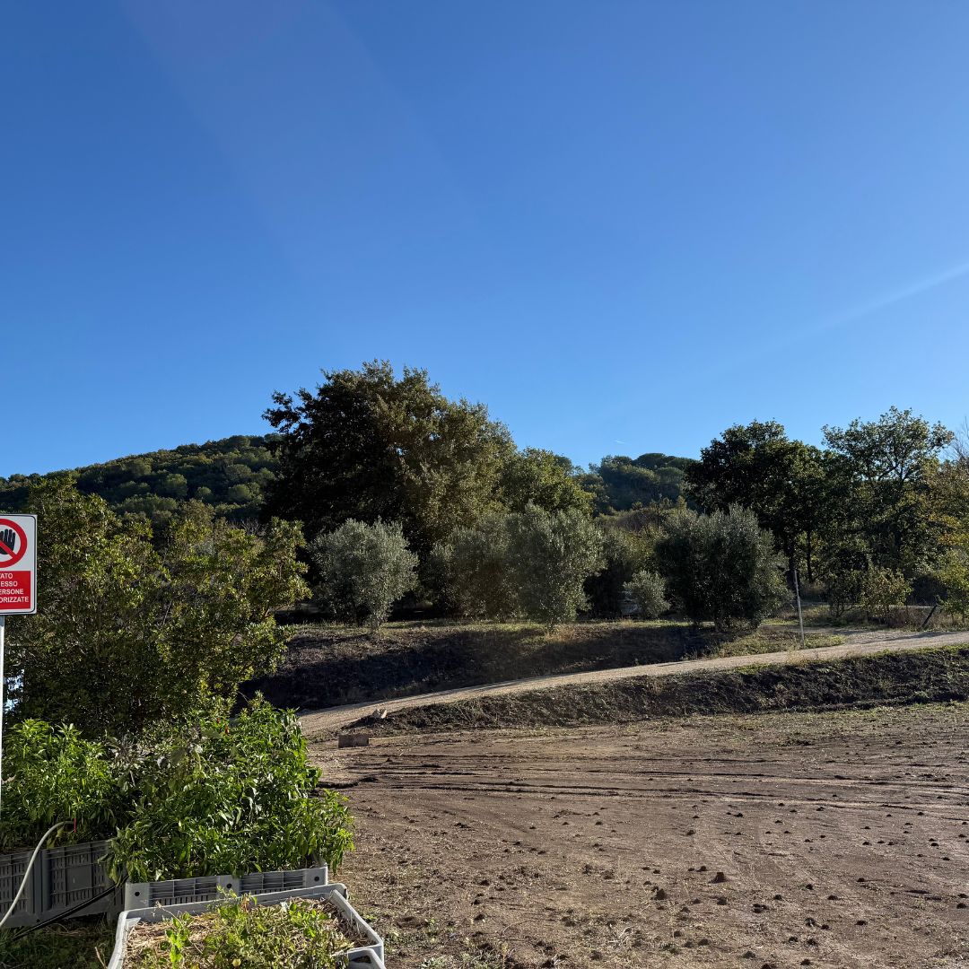 Sabino Leone Grove