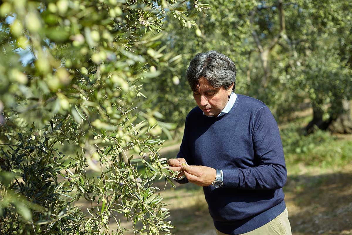 Frantoio Ciccolella olive farmer inspecting Coratina olives in Puglia